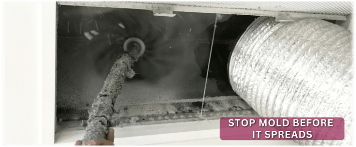 Air Duct Mold Removal in Irving TX